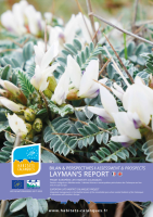 layman's report