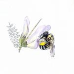 illustration abeilles