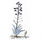 illustration agave