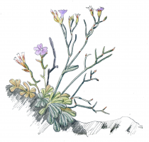 limonium pseudominutum