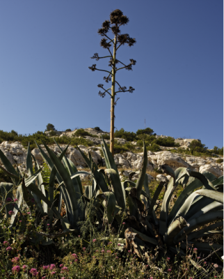 Photo agave