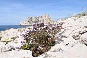 Photo limonium