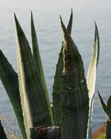 AGAVE