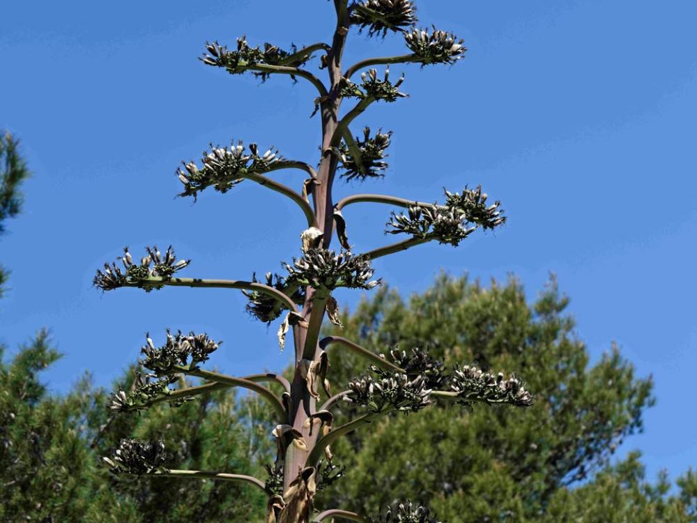 Inflorescence d'agave