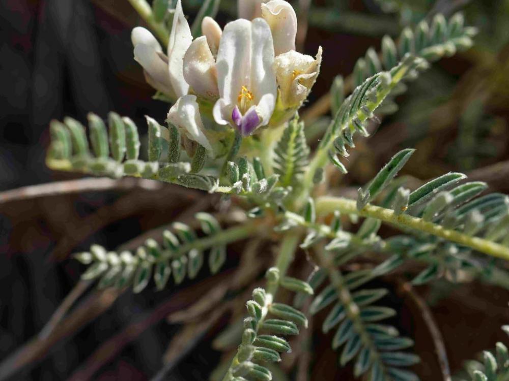 Fleur d'astragale de Marseille