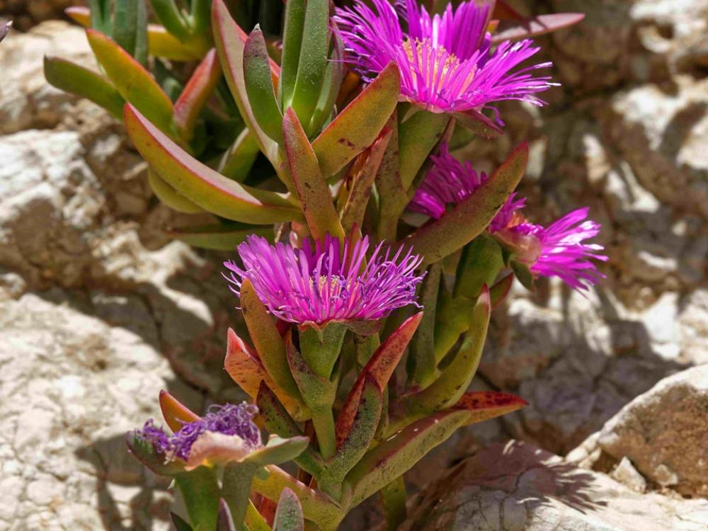 Griffes de sorcière